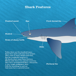 Shark Guardians Book HK LR10
